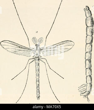 . Entomologie élémentaire . FIG. 353. (Le moucheron Chironomus sp.)- (agrandi) <7, mâle adulte ; b, pupe ; c, larve. Après l'impression (nombre), et la'ck la balance. La plupart des larves sont aquatiques, être de très longue, des vers filiformes qui vivent dans la boue et la végétation en décomposition au fond des bassins et des cours d'eau, où ils se nourrissent de la matière végétale. Beaucoup sont d'un rouge lumineux en couleurs et ont été appelés des vers de sang. La minute punkies, ou ' no-see-ums," sont parmi les pires ennemis de l'chasseur et pêcheur, et il faut avoir une peau épaisse pour résister à leurs attaques sanguinaires. Banque D'Images