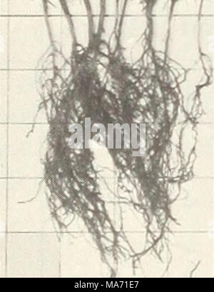 . Effets de la fumigation du sol sur la production de matériel de pépinière de conifères à deux montagnes Rocheuses du nord forestières . Banque D'Images