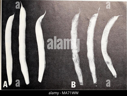 . Effets des atmosphères d'ozone sur la détérioration des fruits et légumes après la récolte . Fr-29471 Figure 6.-dommages causés par l'ozone pour les haricots verts, les haricots : un lieu pour 7 jours à 45° F. ; B, les haricots qui s'est tenue dans les mêmes condi- tions qu'un mais avec 0,5 p.p.m. ajouté ozone voir marbrées de taches tissus blessés, qui sont de couleur brun clair. *Fr U.S. Government Printing Office : 1968-27 0 Banque D'Images
