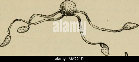 . Botanique élémentaire . Fig. 235. Spore oi equisetum ,jème elaters ou enroulé. Fig. 236. Spore de equisetum avec elaters- onu enroulés. ment avec de nombreuses branches. Si l'on ex- amine la tige de ce tournage, et des branches, nous allons voir que le même genre de feuilles sont présents et que les marquages sur la tige sont similaires. Les feuilles bien de la prêle sont et membraneux pas vert, la tige est de couleur verte, et ce par- formes la fonction de la conversion du carbone. Ces pousses vertes vivent pour une grande partie de la saison, la mise en place du matériel qui est effectué vers le bas dans le tiges souterraines, où Banque D'Images
