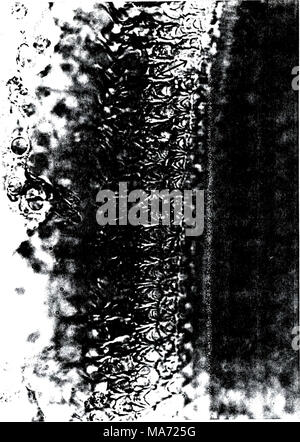 . Effets du bruit acoustique intense sur la fonction de la cochlée dans les préparations pour nourrissons et des cobayes adultes . §Yw Banque D'Images