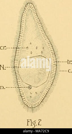 . Les effets de l'inanition et de la malnutrition sur la croissance et la structure . Banque D'Images