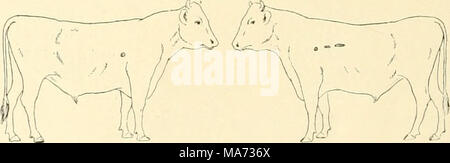 . L'effet de la vaccination contre la tuberculose sur les bovins infectés de tuberculose . Fig. 7. Glande bronchique droite. Glande bronchique gauche. Ganglions médiastinaux. L'autopsie. Poids 430 livres. Ce taureau est décédé subitement, apparemment d'indigestion aiguë. La seule preuve de la tuberculose en cet animal consistait en la présence de plusieurs nodules caséeuse dans les deux et bronchique dans les médias- tinal glandes lymphatiques. Banque D'Images