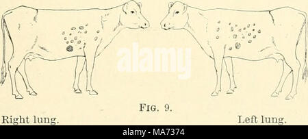 . L'effet de la vaccination contre la tuberculose sur les bovins infectés de tuberculose . Poumon droit. Les glandes bronchiques. Des ganglions médiastinaux Banque D'Images