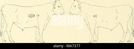 . L'effet de la vaccination contre la tuberculose sur les bovins infectés de tuberculose . Fig. 10. Les glandes bronchiques. Ganglions médiastinaux. Postpharyngeal les glandes. Postpharyngeal les glandes. Les glandes bronchiques. L'autopsie. Poids 480 livres ; bon état. Ce taureau était apparemment en bonne santé le 12 septembre, et a été retrouvé mort dans l'étable le jour suivant. Il a été constaté qu'il y avait une grande collection de gaz dans la panse et cela semble avoir été la cause de la mort, par interfer- tion avec la respiration par pression sur le diaphragme. La preuve de la tuberculose en cet animal consistait en la Banque D'Images