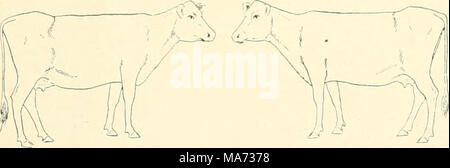 . L'effet de la vaccination contre la tuberculose sur les bovins infectés de tuberculose . Fig. 6. Glande bronchique gauche. L'autopsie. Poids 421 livres ; unthrifty état. La seule preuve distincte de la tuberculose chez cet animal est un nodule calcaire la taille d'un pois dans la partie gauche de la glande bronchique. La plèvre et le péritoine sont plus ou moins opaques et ont montré des films ou de flocons de fibrine partiellement ou totalement organ- Banque D'Images