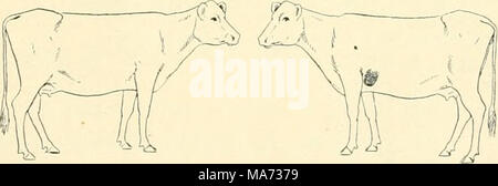 . L'effet de la vaccination contre la tuberculose sur les bovins infectés de tuberculose . Fig. 3. Poumon gauche. Glande bronchique gauche. L'autopsie, yeight 465 livres ; bon état. La preuve de la tuberculose ici consiste en une condition très dense de la moitié inférieure de la trappe postérieure du lobe antérieur au poumon gauche, qui est attaché à le lobe postérieur et Banque D'Images