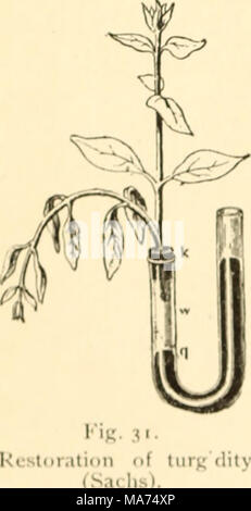 . Botanique élémentaire . Je il i en fin de tin- sh&Lt ; rendez-vous. Turgescence peut en- restauré et certainement plus rapidement dans un shoot flétries partiellement d'une autre manière. ol peut être inséré dans un tube l comme indiqué à la fig, 31, l'extrémité du tube autour de la tige je tin- installation étant faite à l'air. Le bras 28 Banque D'Images