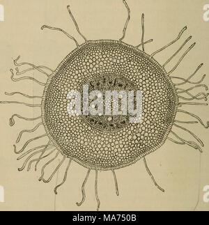 . Botanique élémentaire . Fig. 29. SectioD racine de maïs lo, montrant des rhizoïdes allongées formées à partir de cellules épidermiques. Combien d'abeilles les poils absorbants sont en mesure de prendre des solutions permettant d'aliments végétaux, et nous devons tourner notre regard l'attention sur la façon dont ces Banque D'Images