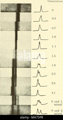. Biophysique élémentaire : thèmes choisis . U.. M* 0 et 1.9 de l'option -J-^ ^ mixte (b) et 4.1 mixed Fig. 43. Le chiffre réel sur lequel Fig. 42 est fondé. (À partir de Meselson et Stahl, Proc. Natl. Acad. Sci., États-Unis, 44, 671, 1948 ; avec la permission de l'auteur et National Academy of Sciences.) rials toujours persistent. Après le congé parental molécules ont séparé en deux pièces, ils ne séparent pas davantage ; il n'y a pas de molécules d'une densité intermédiaire entre ces "demi-dense" les molécules et les molécules de la lumière normalement. En conséquence, wTe conclure qu'un semiconservative mécanisme- de la réplication est operati Banque D'Images