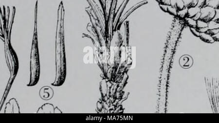 . E er duo si zhi wu zhi . 852 Banque D'Images