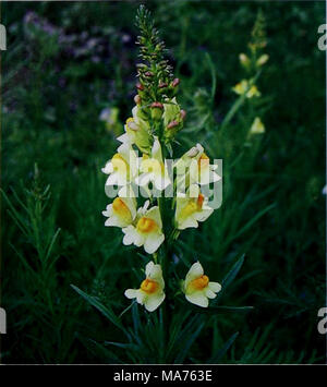 . E er duo si zhi wu zhi . 2.éé±¼Èå èae¬±Antirrhinum L. Ï¼å¯¹Çaeä¶å'é¨çäºçãè aeaeé¡¶ççae±"ç¶åºaeåçäºå¶è è±å Ï¼è¼5æ·±è£;è±å åç¶aeä¿ä¾§è'èï¼ä'åç'ç"ï¼ä .2è£'½Å±åå®è3. ãaeaeçå½ Ï¼éè4£¢aeåµå½ ã¢éå°å¤¯æ æ1ç§ã 1.éé±¼È Antirrhinum majus L. Å"åé¾å Ãé¾å¤£±è'è±'ãae éãå¤å½©å'è²¤ â ¢ 666 â ¢ éé ¼Èae¤ªÄ±æ'é¨ Banque D'Images