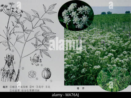 . E er duo si zhi wu zhi . Â ¢ 538 â ¢ Banque D'Images