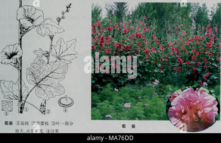 . E er duo si zhi wu zhi . 4.èéº"å±Abutilon Mill. Èae¬ãäºçae¨¶aeçae¨ãå ç¶¨äºçï¼åºé Ï¼aeç¿å½¢å å¶¶èï¼è¡ ï¼é±åä'¶çaeè çï¼è È¼éç¶è±.£ç5;è±å å ·5è±ç£ï¼ä¨¦ åç'é"ï¼åºé¨èåï¼ä éèae Åçï¼éèå¤'±æ° ï¼è¨åºé±ä'ç'è¿aeç- 485 Banque D'Images