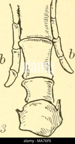 . La biologie élémentaire ; une introduction à la science de la vie . Fig. 250. Les structures vestigiales, un appendice vermiforme, dans certains mammifères est réduite à une insignifiante bagatelle, comme dans l'homme, / ; alors que dans d'autres mammifères, comme dans une partie de la famille de rat, 2. il est capable de contenir une quantité considérable d'aliments dans le processus de digestion. Le cheval marche sur ses troisième orteil, j, les autres étant totalement absents ou représentés en partie par la réduction de la " attelles," b sont tout à fait inutile du point de vue de l'adaptation, mais qui sont néanmoins les polluants par des groupes entiers. Par exemple, le WH Banque D'Images