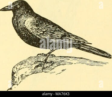 . La biologie élémentaire ; une introduction à la science de la vie . Geai bleu Cyanocitta cristata) {{Crow Corvus americanus) Fig. 225. Certains oiseaux indésirables voisins l'épervier de Cooper s'attaque à po'jltry et oiseaux insectivores. Le geai bleu et le quiscale bronzé et détruire les œufs d'autres oiseaux, et le quiscale bronzé consomme aussi beaucoup de grain. Le Crow détruit les céréales, les fruits, les insectes utiles, et les œufs des oiseaux utiles le chat et tous ses parents sauvages sont si destructrices pour les oiseaux qu'il est douteux qu'on ne devrait pas tous mieux avec le chat domestique complètement éliminée de notre vie. T Banque D'Images