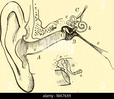 . La biologie élémentaire ; une introduction à la science de la vie . 284. Des organes de perception. Parmi les insectes il y a beaucoup d'organes produisant un son spécial, ainsi que de nombreux organes de perception sonore. Il est probable aussi que beaucoup d'insectes sont sensibles aux taux de vibration pour laquelle notre propre de terminaisons nerveuses sont indifférents (voir Fig. lOO). Dans certains insectes et araignées les ondes sonores sont sur- sée poils étirés fine connecté avec des fibres nerveuses. Dans le moustique mâle et dans d'autres insectes les ondes sonores sont reçus par les poils fins sur un tennae-, ou des palpeurs. 285. L'oreille humaine. Dans l'air-breathin Banque D'Images