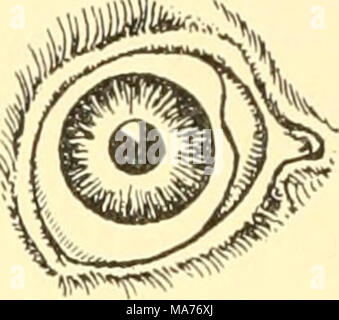 . La biologie élémentaire ; une introduction à la science de la vie . Une en voyant nous entendons non seulement la discrimination entre lumière et obscurité, mais être capable de distinguer des formes et des couleurs, ainsi que la lumière et l'ombre, à une certaine distance. 276. La gamme de sensibilité. Certains insectes, comme les fourmis, ont montré qu'ils sont sensi- tive à d'autres vibrations qui ne font aucune impression du tout- sur notre rétine. Nous pouvons comprendre cette fois de notre ex- périence avec d'autres sens et d'ex- periments. Ainsi, nous savons qu'un chien de sang- perceie s odeurs qui vous et je passerais par sans préavis, et qu'ev Banque D'Images