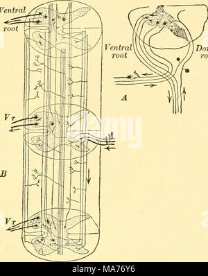 . La biologie élémentaire ; une introduction à la science de la vie . Fig. 83. Diagramme de la moelle épinière ./, la moitié gauche de la section transversale, montrant la racine dorsale des impulsions entrant et sortant en passant par impulsions la racine ventrale. B, les neurones liés à la matière grise du cordon donner branches passant vers le haut et le bas de l'alimentation et de transmission des perturbations ner'0us au moyen de la documentation. Dans la matière grise du cordon, branches de neurones afférents portent des influx de haut en bas et à les transmettre, par la voie de la documentation, de neurones efférents et au cerveau pas tant préoccupés par le Banque D'Images