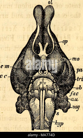 . Anatomie et physiologie élémentaires : pour des collèges, des académies, des écoles et d'autres . En vertu de la surface supérieure et cerveau de lapin. A, B, D, comme avant. lo, lobes olfactifs. op, nerf optique, mo. Motor Oculi. cm, de corpus Mamillaria. c, c, d'Hypertension Crus. pv&gt ; Pons Varolii, PA, Pathetieus. tri, Trifacial, ab, Abducens. fac, soin du visage, au, Audi- tory, balise., vague, s, spinal accessoire, hyp., nerf hypoglosse. 655. Ce qui est dit de la taille du cerveau ? Banque D'Images