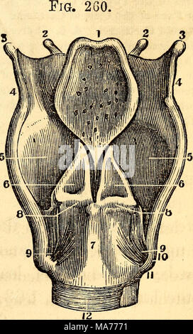 . Anatomie et physiologie élémentaires : pour des collèges, des académies, des écoles et d'autres . Une vue postérieure des articulations des cartilages du larynx. 1, face postérieure de l'épiglotte. 2, annexes de l'Os Hyoides. 3, Ses Cornua. Les ligaments latéraux, 4 Thyreo-Uyoid. 5, face postérieure du cartilage thyroïde. 6, Arytenoid cartilages. T, cartilage cricoïde. 8 Crico-Arytenoid, articulation. 9- Crico postérieur, le ligament de la thyroïde. 10, Cornu, moins du cartilage thyroïde. 11- TSiyroid Ciico antérieur, ligament. 12, partie ligamentaires du premier roi de la trachée. Banque D'Images