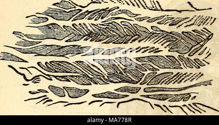 . Anatomie et physiologie élémentaires : pour des collèges, des académies, des écoles et d'autres . Très Partie agrandie de la couche moyenne des artères. Fig.^209. lation du sang, ^^.^s- l'intérieure est lisse et d'un ter- séreuse, pour le pas- sage de préparer le sang sur elle. Les artères (tous au-dessus de ^m diamètre) mcn tn sont nourris par un réseau capillaire qui est fait à partir d'ad- joindre vaisseaux sanguins. Nerfs sont distribués à certaines artères, mais habituellement, ils ne les accompagnent. 371. L'aorte.-Les artères envoyé à chaque partie du corps du ventricule gauche passer d'un trun Banque D'Images