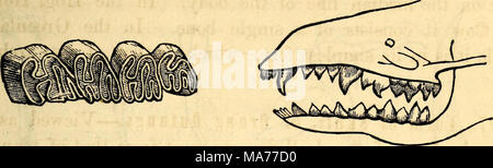 . Anatomie et physiologie élémentaires : pour des collèges, des académies, des écoles et d'autres . Denture d'un animal herbivore. Denture d'un animal insectivore. et nether meule pour moudre le grain. Ceux qui vivent sur de petits insectes ont des dents coniques avec la correspondance de- pressions dans la mâchoire opposée pour écraser les squelettes et enveloppe de leurs proies. Les joints, qui vivent sur les poissons, sont fournis avec barblike appendices semblables à celles sur le poisson- crochets, afin qu'ils puissent maintenir leurs proies glissantes. 199. L'humérus, dans les animaux fouisseurs.-l'humérus est généralement un long tube cylindrique, avec Banque D'Images