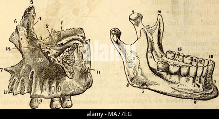 . Anatomie et physiologie élémentaires : pour des collèges, des académies, des écoles et d'autres . Une vue externe de la Chambre Max d'illa- le côté gauche. 1, Orbitar Processus. 2, Infra-Orbitar Canal. 3, de l'espace pour l'Os Unguis. 4, partie supérieure de la mal- Lachry Canal. 5, Processus nasal, ami de sur- face à l'articulation avec l'Os Frontis. 6, la surface de l'os nasal. 7, partie antérieure de l'étage de la narine. 8, sur- face à l'articulation avec les autres. 9, Al- veolar Processus. 10 points, à la dépression juste en dessous du foramen Infra-Orbitar. 11, pour la surface de l'os malaire. Le maxillaire inférieur Bo Banque D'Images