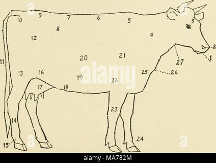 . L'agriculture primaire . Fig. 121 Diagramme d'un museau de vache, 1 ; 2, les narines ; S, avant-tête ; 4, 5 ; le cou, Garrot ; 6 ; 7, retour, Lombes ; 8, Pinbone ; 9 ; 10, la croupe, les Hanches ; 11, 12 ; de la queue, les trimestres ; 18, 14 ; cuisse, Cannon ; 15, 16 ; Boulet, flanc ; 17, 18 ; de la mamelle, le lait ; 19, 20 ; ventre, côtes ; 21, 22 ; de l'épaule, avant-bras ; 23, 24 ; Genou, Passé- ern ; 25, 26 ; poitrine, poitrine ; 27, la gorge. 1. Copier l'illustration ci-dessus. 2. Fermez votre livre et le nom de parties de la vache de votre dessin. 3. Les marquages de l'étude de différentes races et apprenez à les nommer à vue. 4. Est-ce que vos lois d'État exigent la tuberculine pour da Banque D'Images