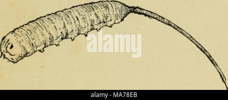 . Entomologie élémentaire . Fig. 369. La mouche à queue de rat, larve de syrphe une semblable à la Fig. 368. (Deux fois la taille naturelle) (Après Kellogg) entre les colonies des poux, autour de laquelle les mouches peuvent être vus planant, et les larves dévorent les aphides goulument, étant parmi ses plus importants ennemis naturels. Certaines des espèces plus grandes sont densément couvertes de poils noirs et jaunes, ressemblant étroitement à ce bourdon d'abeilles, dont les larves dans leurs nids. Une espèce courante qui est souvent trouvé sur windows à l'automne est connu comme le drone volée, de son étroite ressemblance avec un miel2170 drone. Ses lar- xa. Banque D'Images
