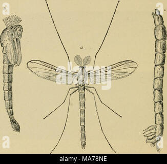 . Entomologie élémentaire . Fig. 353. Le moucheron [C/I/IV/io"/. sp.). Ireatly {(grande), un mâle adulte ; /', pupe ; c, larve, (.-^près avoir senti) nombre, et n'ont pas les échelles. La plupart des larves sont aquatiques, être de très longue, des vers filiformes qui vivent dans la boue et la végétation en décomposition au fond des bassins et des cours d'eau, où ils se nourrissent de la matière végétale. Beaucoup sont d'un rouge lumineux en couleurs et ont été appelés des vers de sang. La minute punkies, ou " no-see-ums," sont parmi les pires ennemis de l'chasseur et pêcheur, et il faut avoir une peau épaisse pour résister à leurs attaques sanguinaires. Banque D'Images