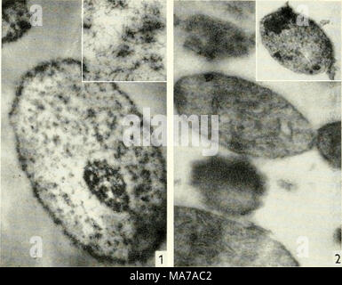 . La microscopie électronique ; actes de la Conférence de Stockholm, septembre 1956 . Fig. 1. Des électrons Microphotographie d'un seul noyau dans une fraction préparé par la méthode de l'Institut Stanier et Philpot. Le nucléole peut être vu, mais la membrane nucléaire est absent. L'encart. Une micrographie haute puissance du nucléoplasme, montrant sur un 100 filaments de diamètre. Fig. 2. Micrographe de quelques mitochondries élaboré au moyen de dextran. Les membranes internes et externes peut être vu. L'encart. Une microphotographie à la même taille d'une particule dans une lumière fraction mitochondriale, ce qui pourrait bien être un lysosome. Banque D'Images