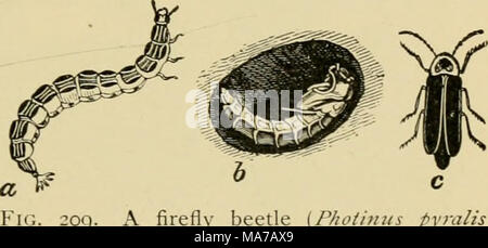 . Entomologie élémentaire . ".. 209. Un scarabée firefly (P/toihius pyralis), d'une lar-a ; /', chrysalide dans la cellule ; c, adulte. (.Après Kiley) Banque D'Images