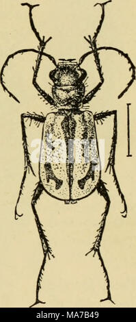 . Entomologie élémentaire . Fig. 190. Un {Cicindelalimbata-tiger beetle). (Ligne de cheveux montre grandeur nature) (d'après Bruner) Le tigre-coléoptères (Cicindelidae). Le long des chemins, routes, rail- routes, et de la même ouverture, des endroits ensoleillés, le tigre- coléoptères envoler et rapidement de l'avant comme un dart approches. Ils sont coureurs swift et essuyage leur proie sur pied. La plupart de nos espèces com- mun sont soit un brillant, vert métallique ou un bronze- brunâtre, bagués ou tachetées de jaune. Les larves vivent dans peu de terriers dans le sol, la tête apparaissant à l'ouverture de sorte que les yeux la commande surrou Banque D'Images