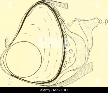 . Les elasmobranches . C D Fig. 233. Section sagittale de l'œil. (De Franz.) A. Acanthias. B. CetorJdnus. C. Spinax. D. Raja iatis. ah., de l'espace pour l'humeur aqueuse ; c, le corps ciliaire ; ch., couche choroïde ; Fr., la cornée ; ir., iris, I., lentille ; l.m., objectif de muscle ; o.p., à pédicelle optique ; r., rétine, sc, manteau sclérosée ; sJ., dorsale condition suspensive ligament sory ; sch., suprachoroidea ; //, le nerf optique. Les paupières sont des biens meubles dans seulement quelques d'élasmobranches. Dans Scyllium, tandis qu'ils sont tellement lent que rarement de près, l'œil a été observé à bat. Dans beaucoup d'autres formes les paupières sont plus ou moins totalement dépourvu de Banque D'Images