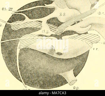 . Les elasmobranches . 093 Fig. 103. Construction des muscles de l'œil, AcantJiias, droite, vue sur la médiane. (À PARTIR DE LA J'^amb.) a.r.. anterior rectus ; cl.g., ganglion ciliaire de cinquième ; g.g., gasserian ; ganglion j.o., oblique inférieur ; i.r., rectus inférieure ; o.p., à pédicelle optique ; op.V, ophthalmicus profundus ; p.r., externe ou postérieure ; rectus s.o., supe- vant ; oblique os.V et VII, ophthalmicus su- perficialis^ branches du cinquième et septième nerfs ; s.r., superior rectus ; /// et VI, ocu- lomotor aljducens et nerfs respectivement. palatoquadrate. Dans Carcharias, cependant, en plus t Banque D'Images