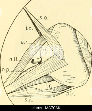 . Les elasmobranches . Fig. 91. Muscles de l'œil, HCP- lanchus maculatus, vue dorsale. a.r., antérieur ou interne rectus ; j.o., muscle oblique inférieur ; i.r., en- ferior rectus ; n.II, le nerf optique ; o.p., optiques ; pédicelle p.r., externe ou pos- rectus e résultats t ; s.o., oblique supérieur ; s.r., superior rectus. CONSTEICTORS DORSALE La première nageoire dorsale constrictor (c.sd."^) découle de la partie occipitale du plutonium et de l'arc- des tissus conjonctifs (fascia) entourant la face dorsale longi- tudinal bundles. Comme un fin morceau de muscle il passe vers le bas et légèrement vers l'arrière autour du bord antérieur Banque D'Images