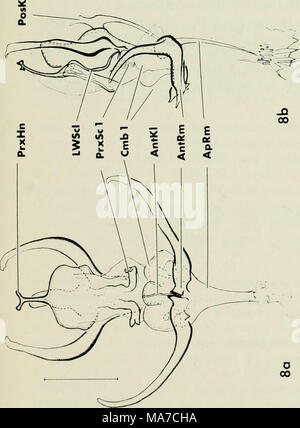 . Le complexe de l'éjaculation dans l'eau (acariens Acari:parasitengona ...