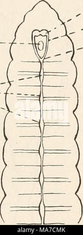 . Einleitung in die vergleichende gehirnphysiologie und Vergleichende psychologie, mit besonderer berÃ¼cksichtigung wirbellosen der thiere . ,Ii Banque D'Images