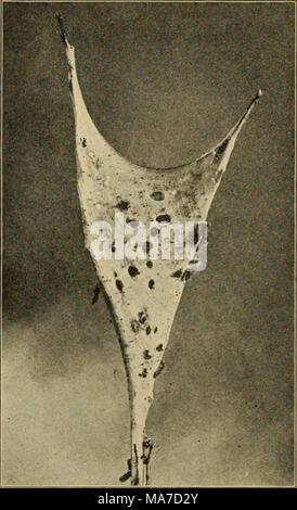 . Entomologie élémentaire . Fig. 77. La livrée de Web qui a été criblée par les oiseaux. (Réduit) (Photo par Weed) répartit le long de l'arrière, est éliminée au loin dans l'une des extrémités du cocon, et la transformation d'un objet ovale, brun, tho^ p ?ipa, est accom- plished. La chrysalide est d'environ 2,5 cm de long, et les marques à la surface de la coquille solide décrivent les pattes et les ailes du papillon adulte, mais sinon, il n'y a aucune indication de toute relation à la larve ou à l'adulte, et, si nous n'avions pas vu émerger de la peau des larves, il ne serait pas difificult à croire que c'est le même animal. Papillon de nuit. Je Banque D'Images