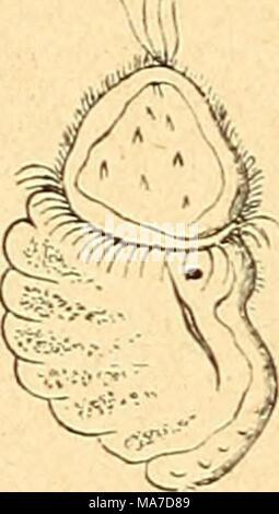 . Einführung in die europäische une Meeresmolluskenfauna Hauptrepräsentanten ihrer Hand der . Banque D'Images