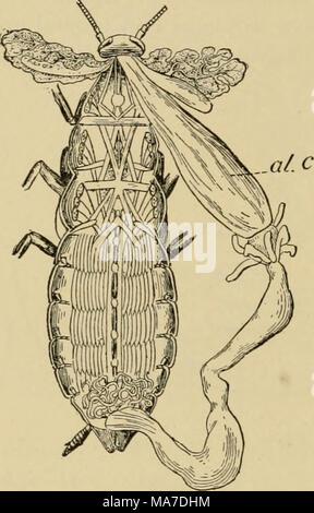 . Entomologie élémentaire . Fig. 34. Ahmentary cafard disséqués afin de montrer les muscles et des bandes de canal, canal alimentaire alx. (Après l'Hatshek et Cori, à partir de la Jordanie et Kellogg) Banque D'Images