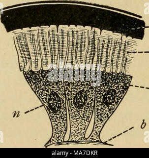 . Entomologie élémentaire . Fig. 30. La section tlirough peau d'un scarabée {Chrysobothris) b, membrane de sous-sol ; c', cutic primaire- ula ; C-, secondaire cuticula ; //, hypoder- cellule sig ; ; ?, noyau, (.'près de Folsom, Tour) Banque D'Images