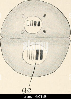 . Einführung in die Biologie . Banque D'Images