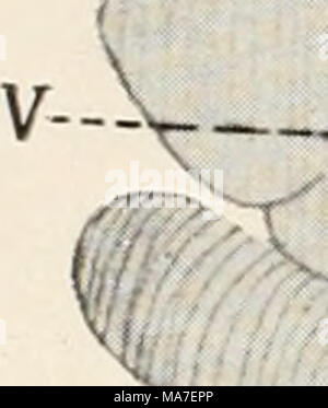 . Einführung in die Biologie . Banque D'Images