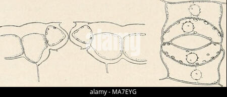. Einführung in die Biologie . Banque D'Images