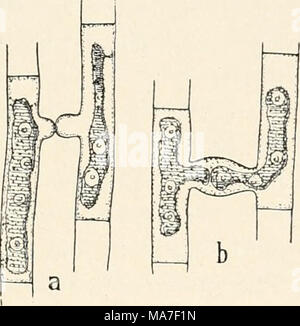 . Einführung in die Biologie . Banque D'Images