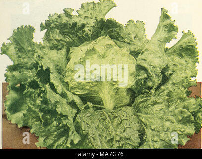 . Quatre-vingt-cinq souches super standard de la saison 1927 . Le New York est un CROWIXC JINCE STOKES type cap 197&gt ; semences Banque D'Images