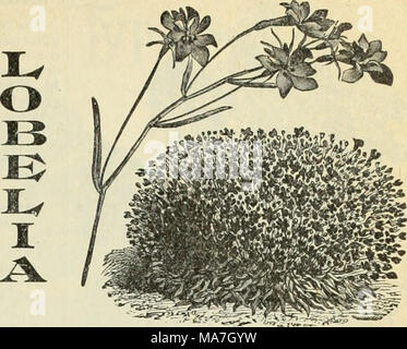 . E. H. Hunt : seedsman . LOBELIA. Jolie, ]&gt;rofuse de plantes fleuries d'une grande valeur pour le jardin de fleurs ; leur tâche délicate, modérément et la profu- sion de leurs charmantes petites fleurs, les rendre très ornemental. Très bien pour les corbeilles suspendues. H. H. A. L. Erinus Erecta Alba. Blanc pur . 5 - L'Empereur Guillaume. Bleu foncé, 5 nain - Prima Donna. Maroon 5 - speciosa. IJright 5 bleu - Violet royal. Violet purple, white eye 5 - Le Palais de Cristal Compacta. Bleu foncé ; le mieux pour double- ding 10 LUPINUS. (Cadrans solaires.) des pics de forme gracieuse pois- diverses fleurs colorées ; vivace ; semez en pla Banque D'Images