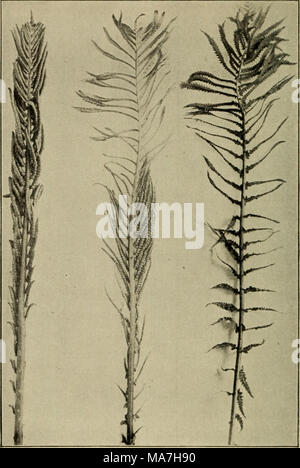 . Botanique élémentaire . Fougère transformé. Fig. 449. montrant un normal, l'un des sporophylles transformé en partie, et l'un complètement de retenir l'humidité, et ils ont également attraper les feuilles et autres matières végétales qui tombe des arbres. Dans cette position, la décomposition des feuilles et, par conséquent, servir de nourriture pour la fougère. Banque D'Images